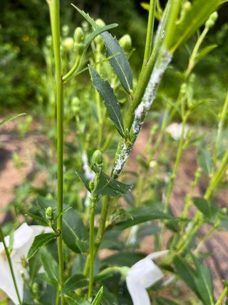 홍키통키님의 고추 · 병해충상담 작성글 사진