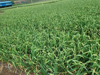 펠렛전문이부장님의 자유주제 · 자유게시판 작성글 사진