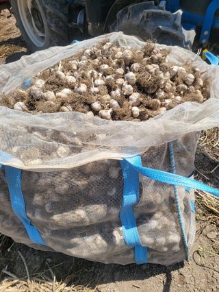 펠렛전문이부장님의 자유주제 · 자유게시판 작성글 사진