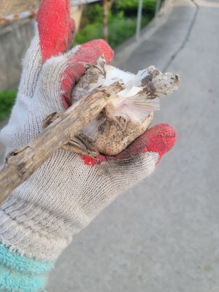 펠렛전문이부장님의 자유주제 · 자유게시판 작성글 사진