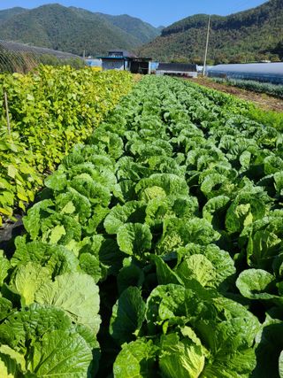 박동규님의 작목반,동호회 등 나의 모임은? · 참여글 작성글 사진
