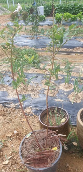 조가든님의 블루베리 · 병해충상담 작성글 사진