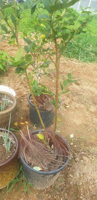 조가든님의 블루베리 · 병해충상담 작성글 사진