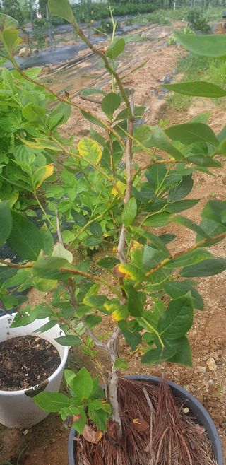 조가든님의 블루베리 · 병해충상담 작성글 사진