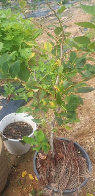 조가든님의 블루베리 · 병해충상담 작성글 사진