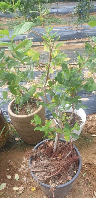 조가든님의 블루베리 · 병해충상담 작성글 사진