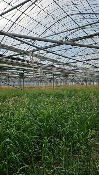 김지연님의 토마토 · 토양준비 작성글 사진