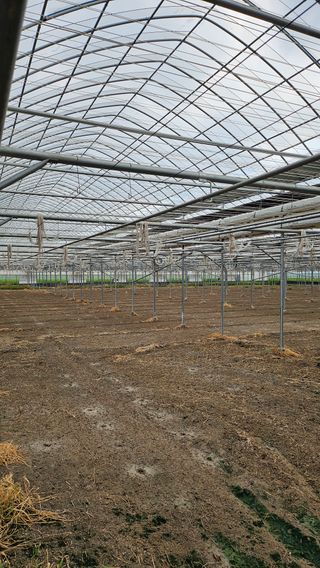 김지연님의 토마토 · 토양준비 작성글 사진