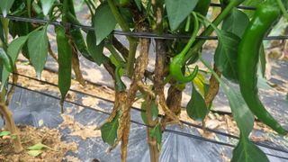 조원균님의 고추 · 병해충상담 작성글 사진