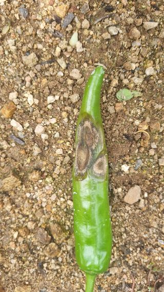 조원균님의 고추 · 병해충상담 작성글 사진