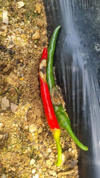 조원균님의 고추 · 병해충상담 작성글 사진