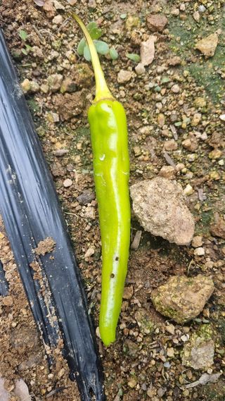 조원균님의 고추 · 병해충상담 작성글 사진