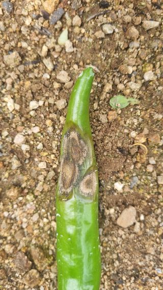 조원균님의 고추 · 병해충상담 작성글 사진