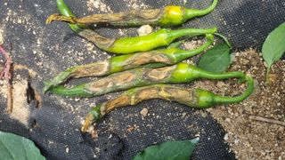 조원균님의 고추 · 병해충상담 작성글 사진