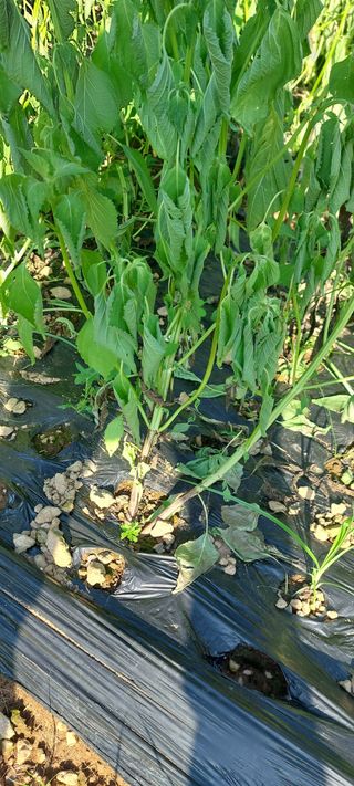 이형모님의 들깨 · 병해충상담 작성글 사진