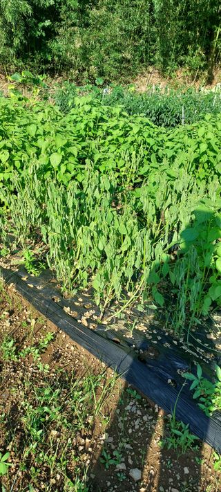 이형모님의 들깨 · 병해충상담 작성글 사진