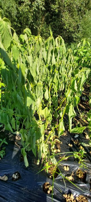 이형모님의 들깨 · 병해충상담 작성글 사진