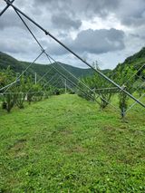 팜모닝 자두·영농일지 게시글 이미지