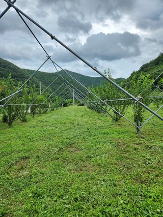 수퍼맨님의 자두 · 영농일지 작성글 사진