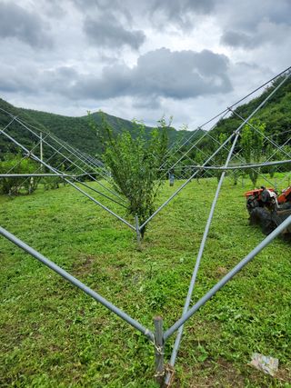 수퍼맨님의 자두 · 영농일지 작성글 사진