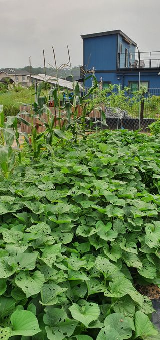 임은아님의 들깨 · 병해충상담 작성글 사진