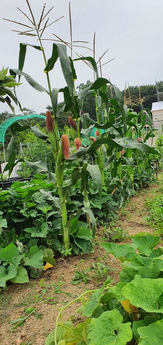 임은아님의 들깨 · 병해충상담 작성글 사진