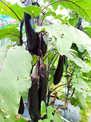 임은아님의 들깨 · 병해충상담 작성글 사진