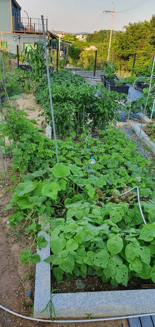 임은아님의 들깨 · 병해충상담 작성글 사진