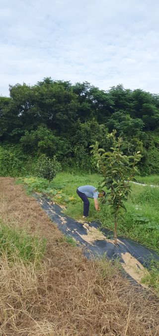 김영진님의 감 · 영농일지 작성글 사진