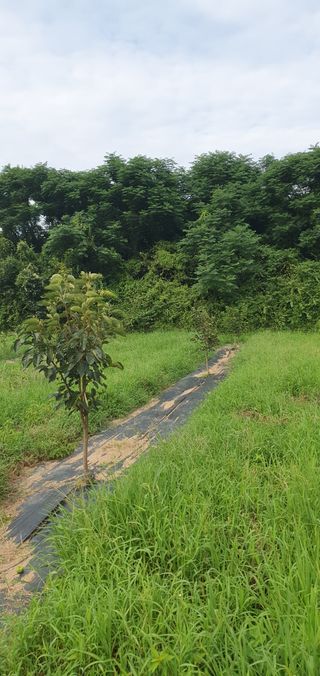 김영진님의 감 · 영농일지 작성글 사진