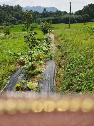 김영진님의 감 · 영농일지 작성글 사진