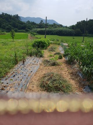 김영진님의 감 · 영농일지 작성글 사진