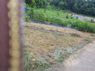 김영진님의 감 · 영농일지 작성글 사진