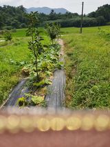 팜모닝 감·자유게시판 게시글 이미지