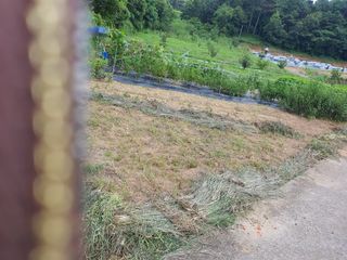 김영진님의 감 · 자유게시판 작성글 사진