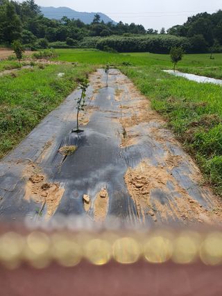 김영진님의 감 · 자유게시판 작성글 사진
