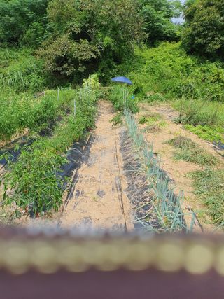 김영진님의 감 · 자유게시판 작성글 사진