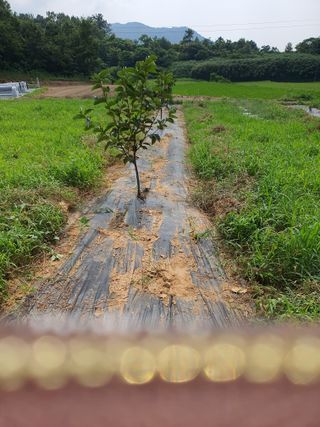 김영진님의 감 · 자유게시판 작성글 사진