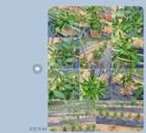 팜모닝 배추·일상 게시글 이미지