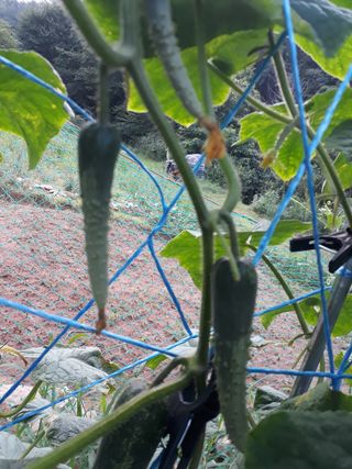 비트님의 오이 · 병해충상담 작성글 사진