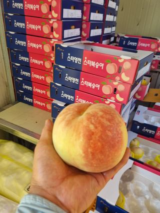 정승원님의 복숭아 · 자유게시판 작성글 사진