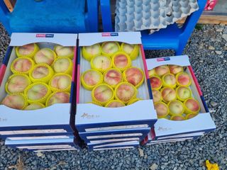 정승원님의 복숭아 · 자유게시판 작성글 사진