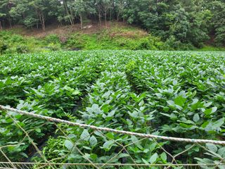 아리랑님의 콩 · 자유게시판 작성글 사진