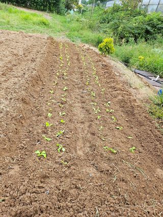 신이내린오디 정가네님의 기타작물 · 영농일지 작성글 사진