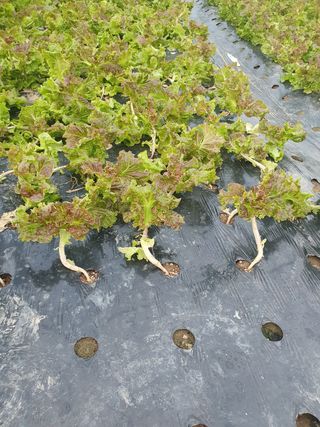 대구 애호박님의 상추 · 병해충상담 작성글 사진