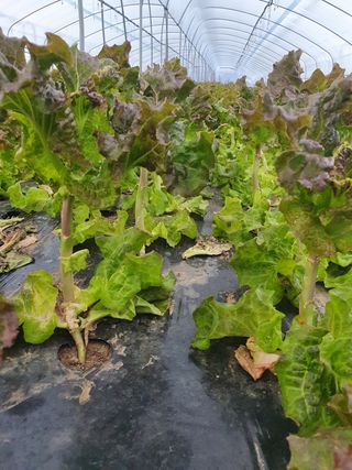 대구 애호박님의 상추 · 병해충상담 작성글 사진