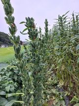 팜모닝 작목반,동호회 등 나의 모임은?·참여글 게시글 이미지