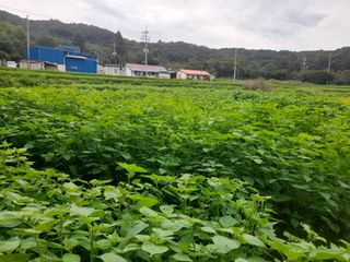 이순옥님의 들깨 · 자유게시판 작성글 사진