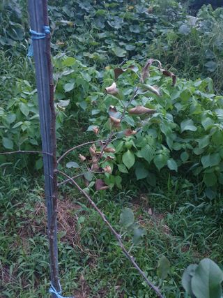 큰골왕자님의 사과 · 병해충상담 작성글 사진