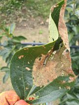 팜모닝 감·병해충상담 게시글 이미지